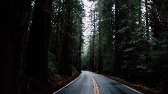 Quelles sont les routes à travers les forêts de séquoias?